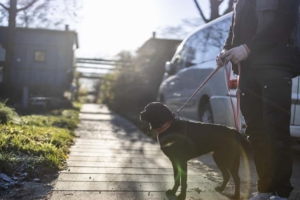 Skimmelsvamp test med specialtrænede hunde. Kontakt os i dag